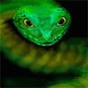 snake6535
